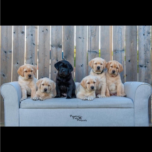 Meet your Posher, Annaka - Picture 5 of 6